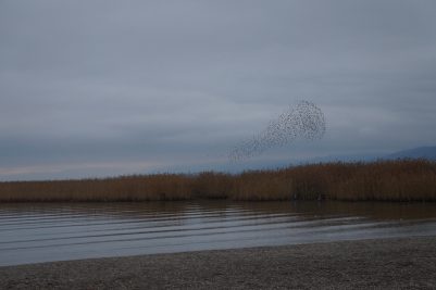 Flocking Starlings, Lake Ohrid