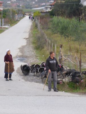 Turkey Herding