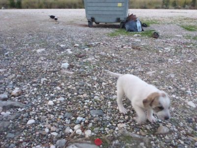 Layby puppies
