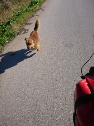 Chasing dog