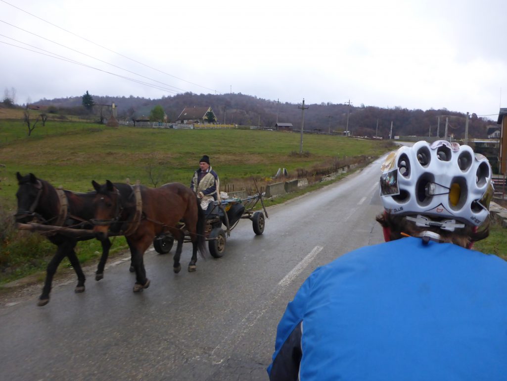 Plenty of horse and carts to race