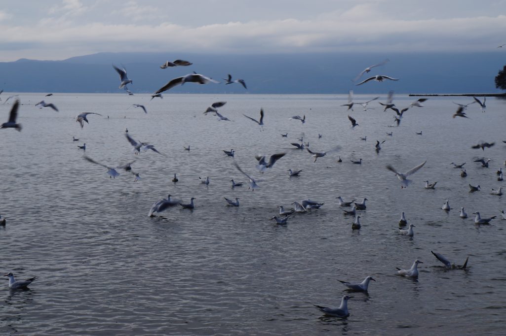Seagulls, Lake Ohrid