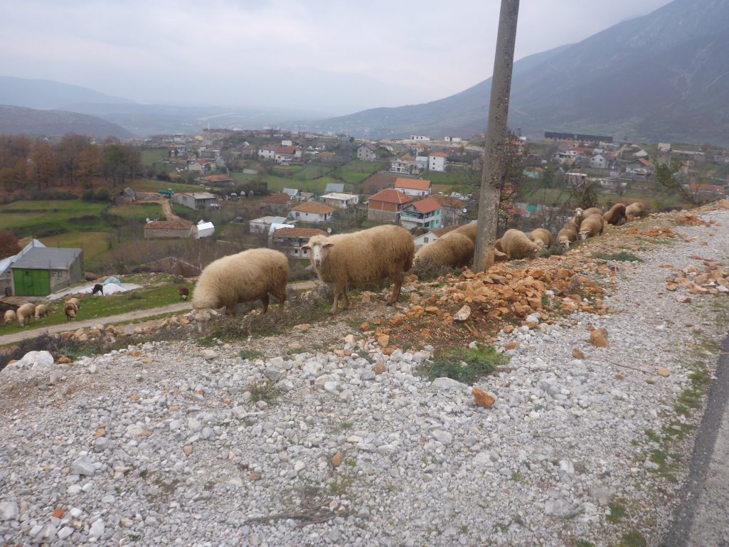 Roadside sheep