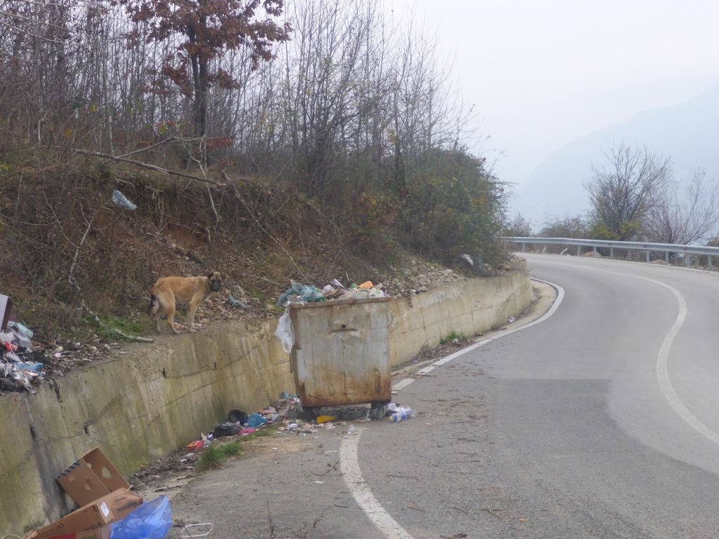 Dogs and litter. Welcome to Albania.