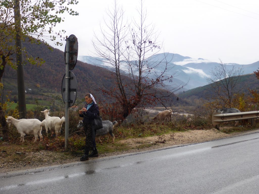 Knitting while herding