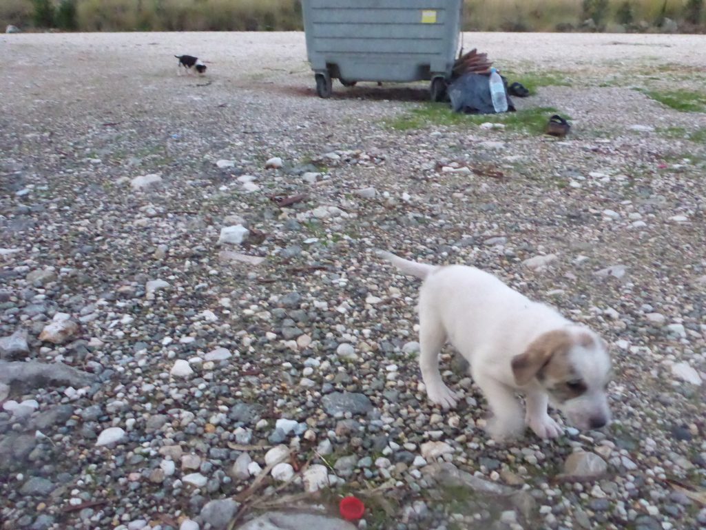 Layby puppies
