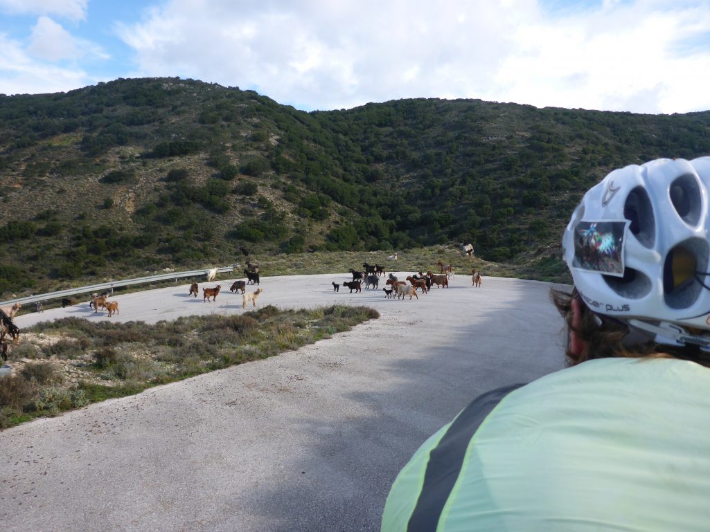 Goats on the road!