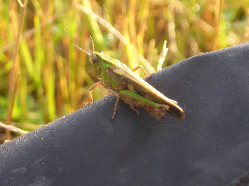 Friendly grasshopper