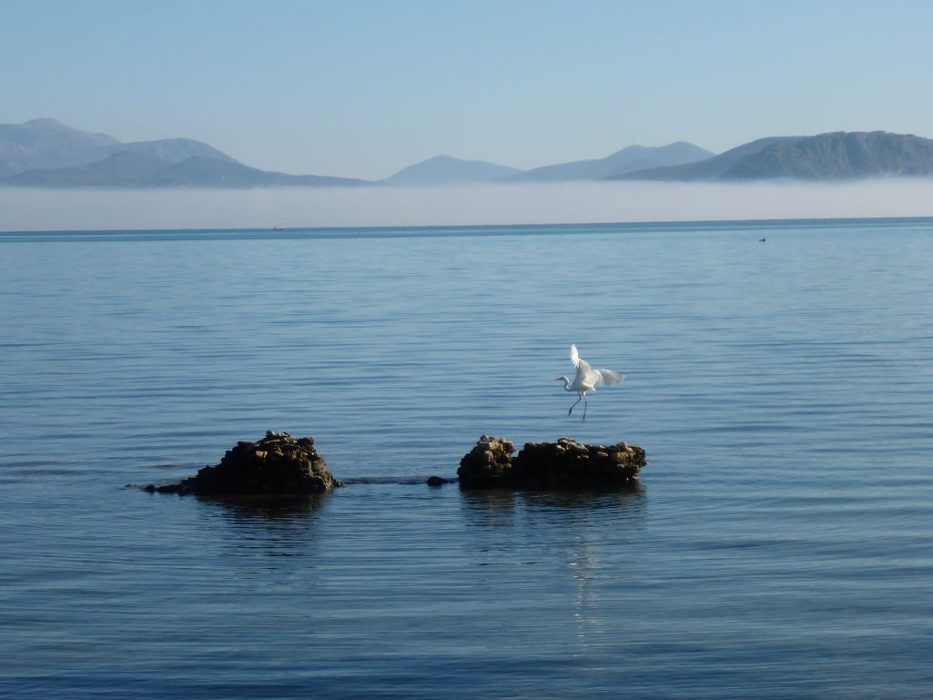 Heron in the bay of Argos