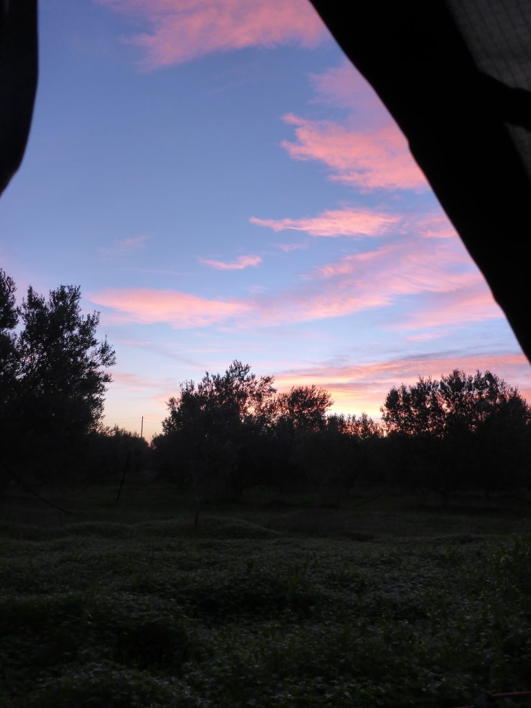 Sunset in the olive grove