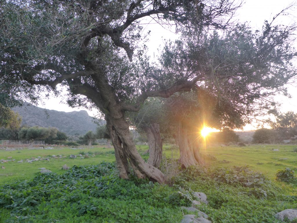 Sunrise in the ancient olive grove