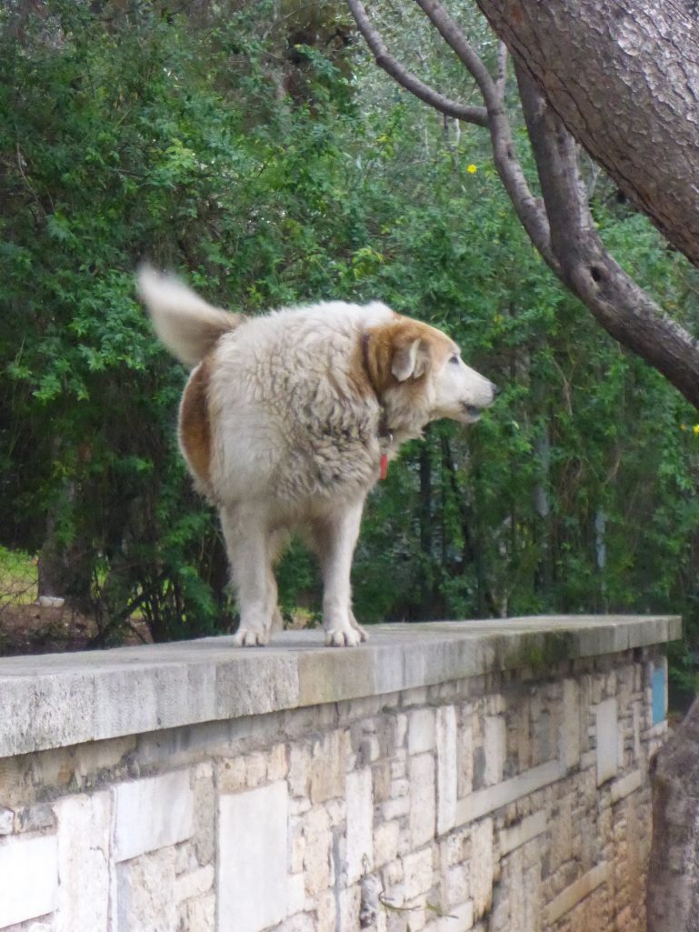 Bear, one of the many friendly and well fed street dogs