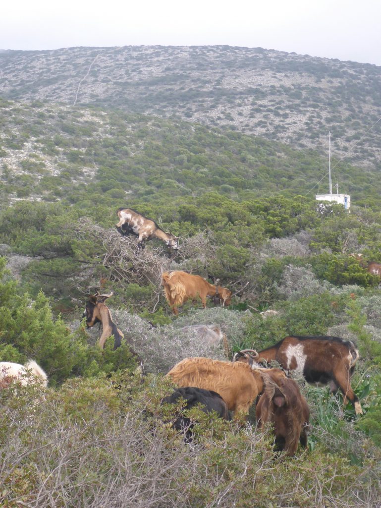Goat in a tree