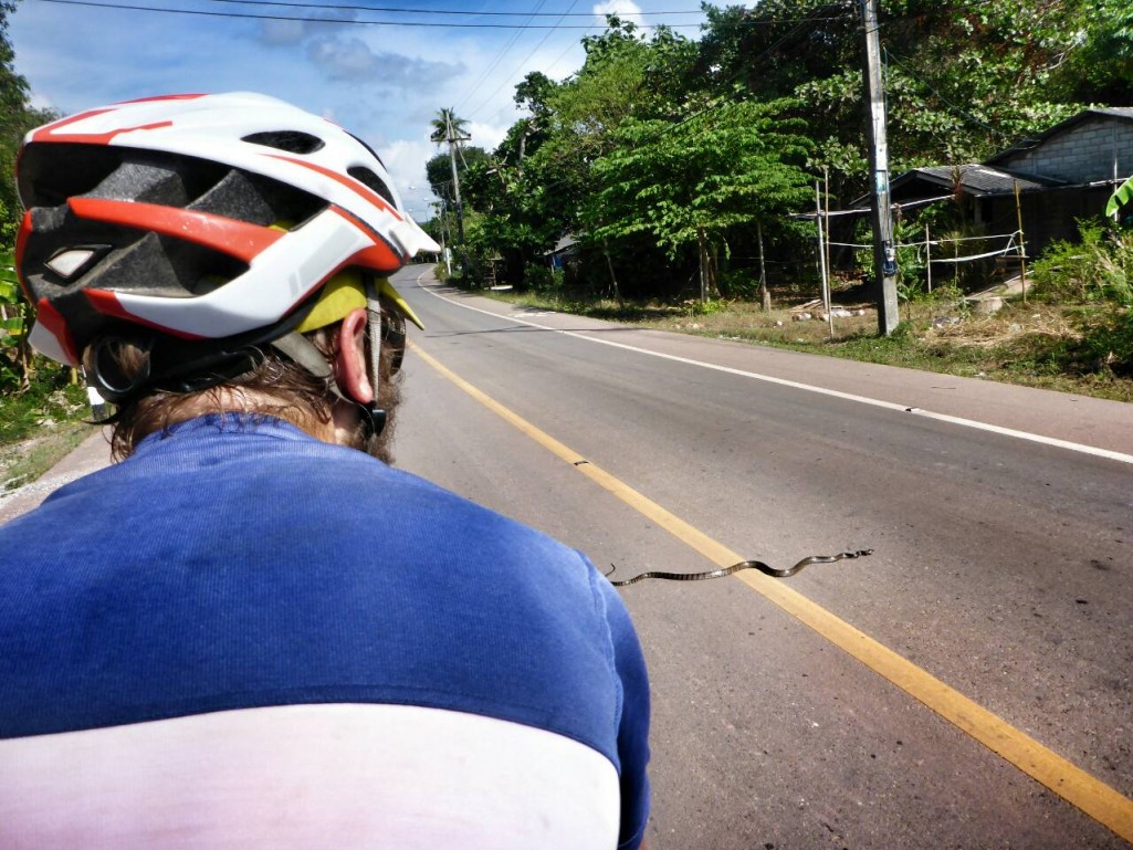 Snake crossing